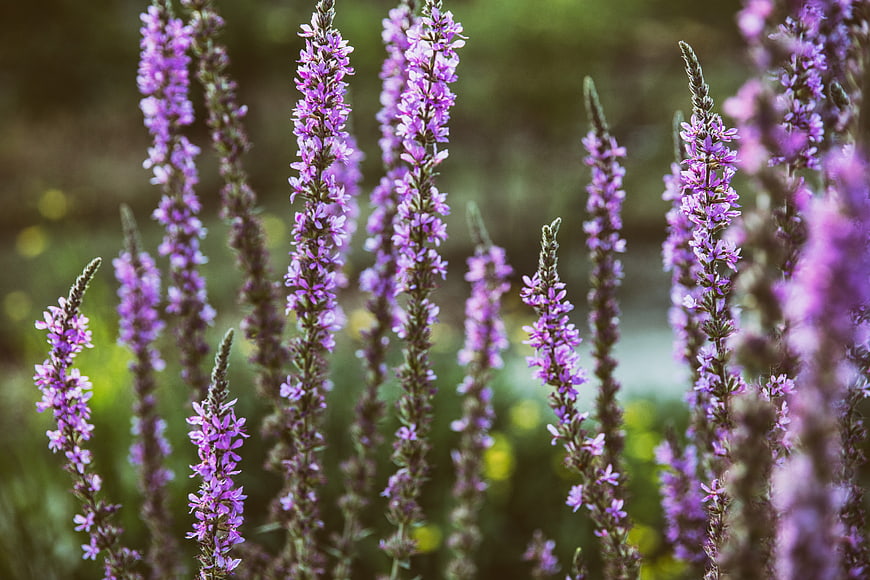 Close-up of purple loosestrife flowers in a field
