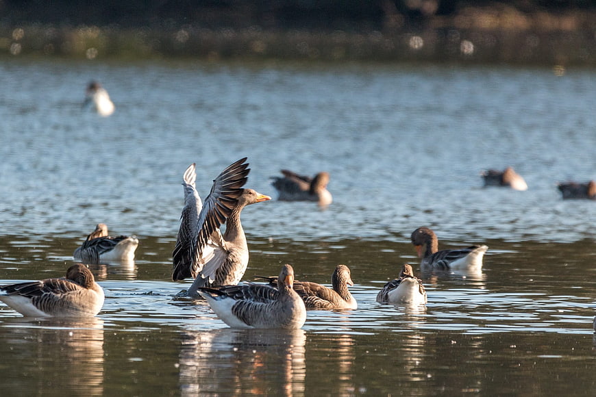 Greylag Geese Swimming in Lake with One Spreading Wings