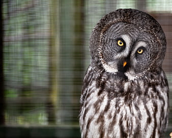 Close-up portrait of a Great Grey Owl with yellow eyes