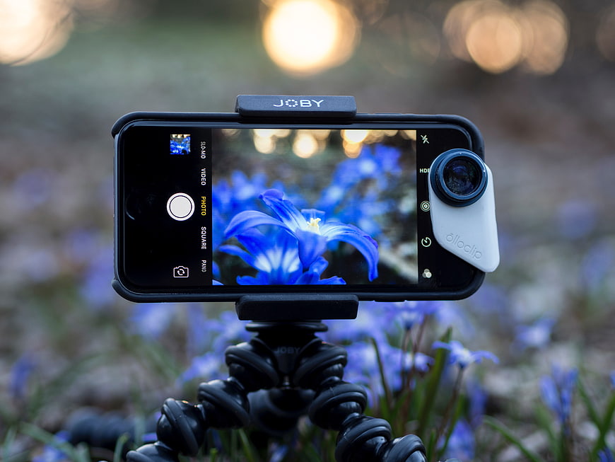 Smartphone with clip-on lens photographing blue spring flowers