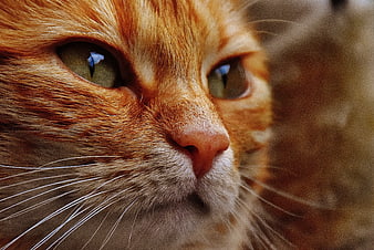 Close-up Portrait of Orange Tabby Cat Face