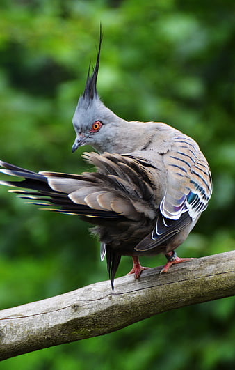 Crested Pigeon Perched on Branch with Green Background
