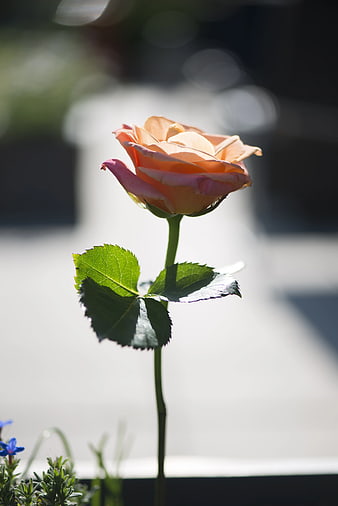 Single Peach Rose Bud in Sunlight