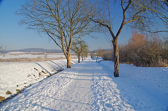 Snowy Winter Path Lined with Bare Trees Under Blue Sky