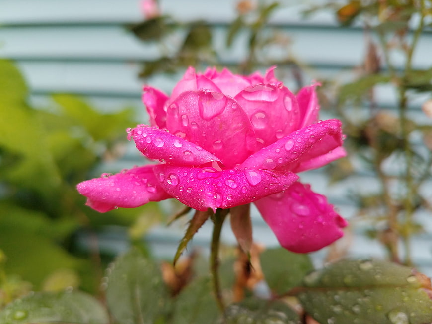Vibrant Pink Rose with Water Droplets in Garden