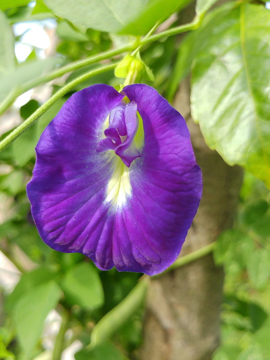 Close-up of vibrant purple butterfly pea flower with green leaves