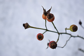 Orange rose hips on a branch against a snowy winter background