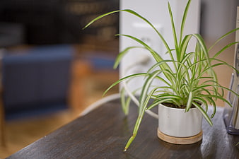 Spider Plant in White Pot on Wooden Desk