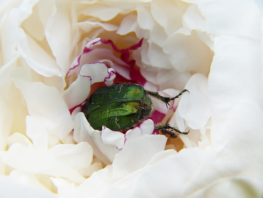 Green Rose Beetle on White Peony Flower Macro
