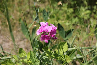 Pink Wildflowers Blooming in Green Grass