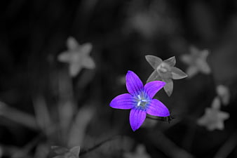 Vibrant purple flower against black and white background