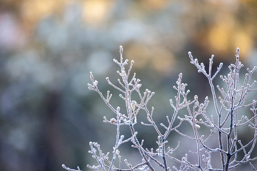 Frosty Tree Branches with Soft Bokeh Background