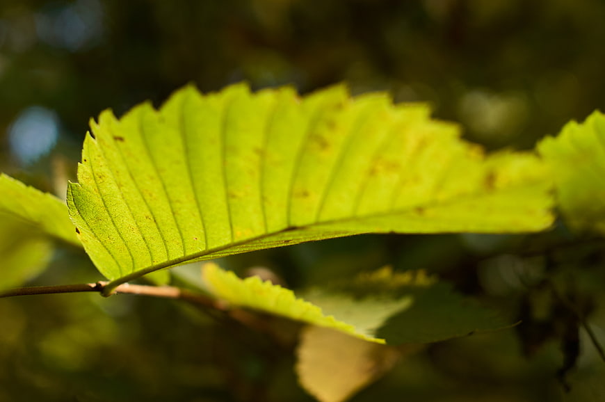 Close-up of vibrant green leaf with natural bokeh background