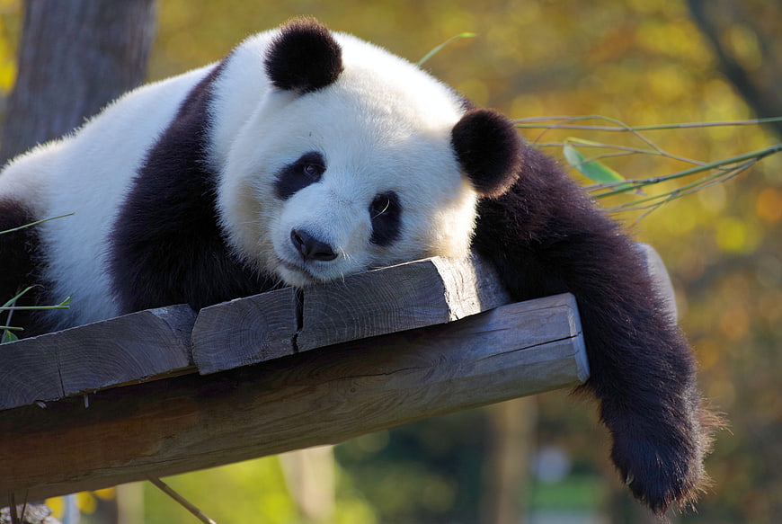 Giant Panda Resting On Wooden Platform In Autumn Zoo