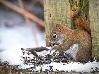 Cute Red Squirrel Eating Seeds in Snowy Winter