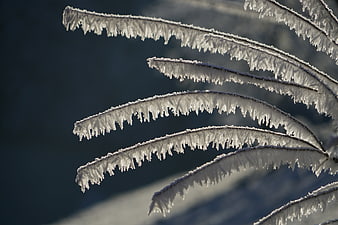 Close-up of delicate hoarfrost crystals on frozen plant stems