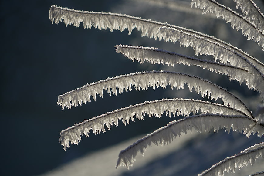 Close-up of delicate hoarfrost crystals on frozen plant stems