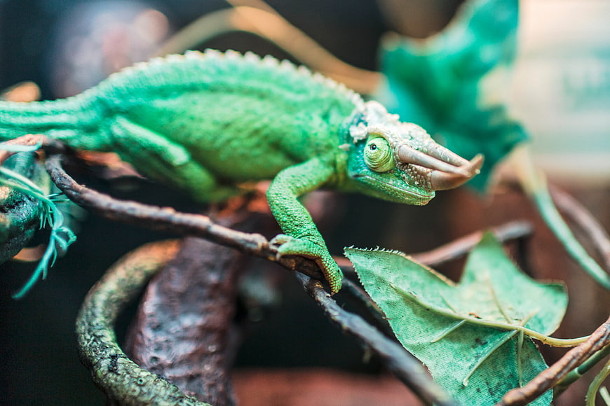 Close-up of a Green Chameleon on a Branch