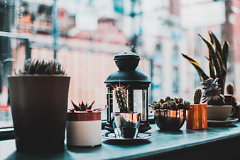 Cacti and Succulents on Window Sill with Lantern