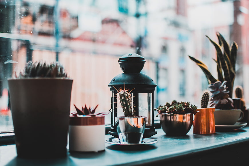 Cacti and Succulents on Window Sill with Lantern