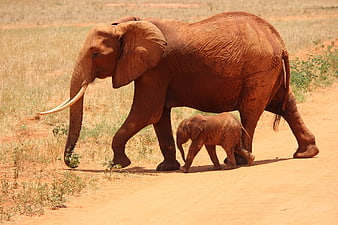 Mother Elephant and Calf Walking on Red Dirt Road