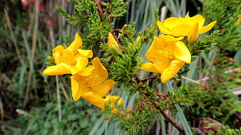 Vibrant Yellow Hypericum Flowers on Green Branch