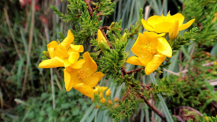 Vibrant Yellow Hypericum Flowers on Green Branch