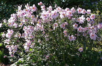 Pink Japanese Anemone Flowers Blooming in Garden