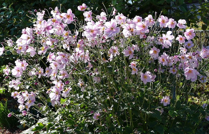 Pink Japanese Anemone Flowers Blooming in Garden