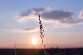 Silhouette of tall grass against a soft sunset sky