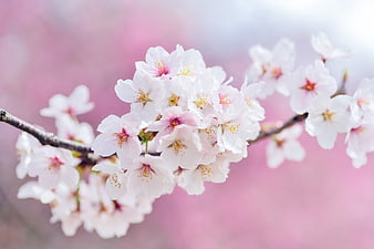 Cherry Blossom Branch With Soft Pink Background