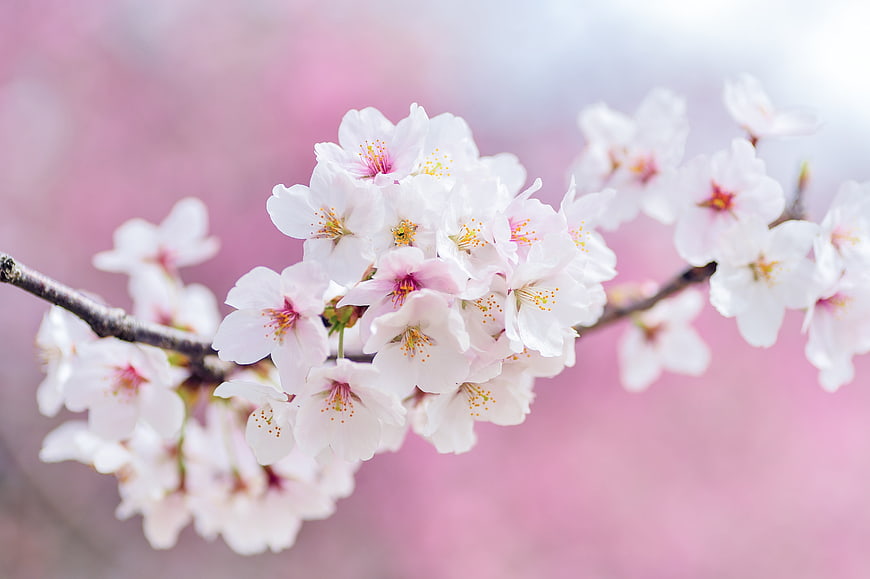Cherry Blossom Branch With Soft Pink Background