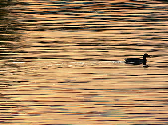 Silhouette of a Duck Swimming on a Golden Lake at Sunset