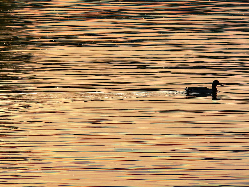 Silhouette of a Duck Swimming on a Golden Lake at Sunset