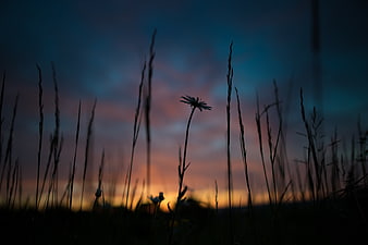 Silhouette of a daisy flower against a colorful sunset sky