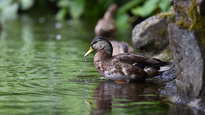 Mallard Duck Drinking Water in Stream