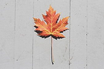 Red Maple Leaf on White Wooden Background
