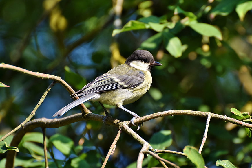 Great Tit perched on a branch in a forest