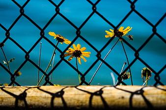 Yellow wildflowers blooming behind a chain-link fence with blue background