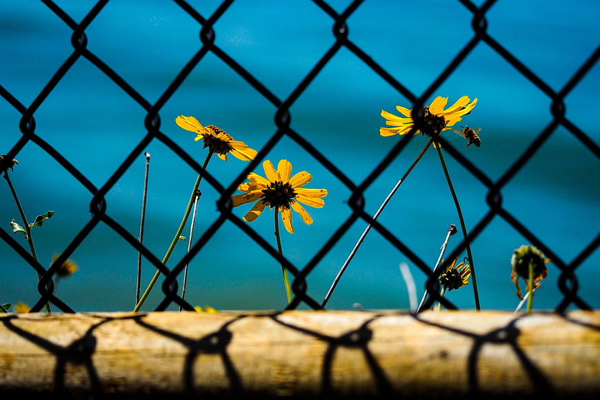 Yellow wildflowers blooming behind a chain-link fence with blue background