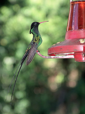 Long-tailed Hummingbird Perched on Red Feeder