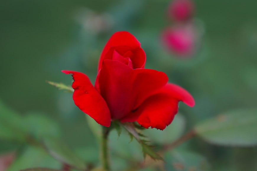 Close-up of vibrant red rose bud with blurred green background