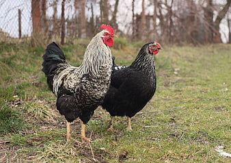 Rooster and Hen Standing Together in a Grassy Pasture