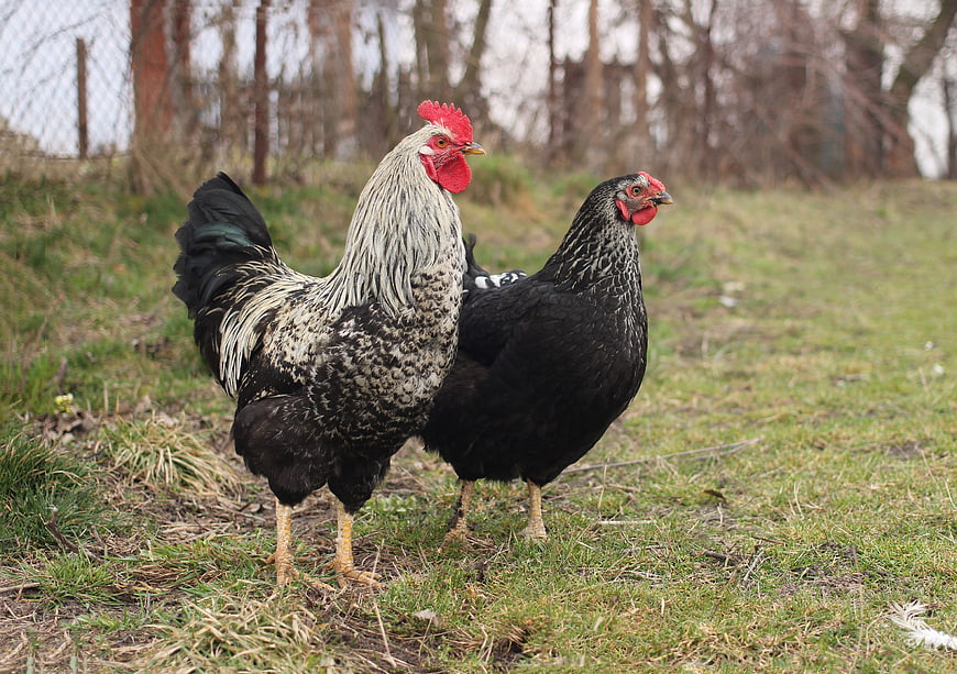 Rooster and Hen Standing Together in a Grassy Pasture