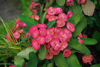 Vibrant Pink Crown of Thorns Flowers in Garden