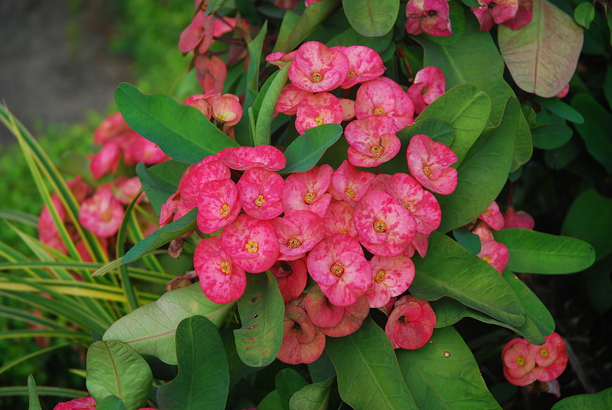 Vibrant Pink Crown of Thorns Flowers in Garden