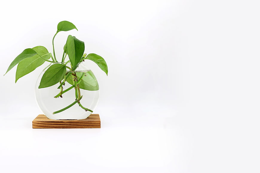 Green Pothos Plant in Glass Vase on Wooden Stand