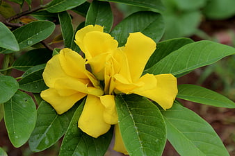 Close-up of vibrant yellow flowers with green leaves