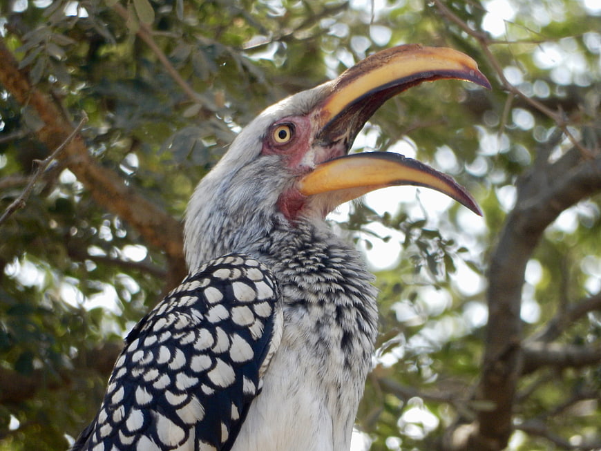Close-up of Southern Yellow-billed Hornbill with Open Beak