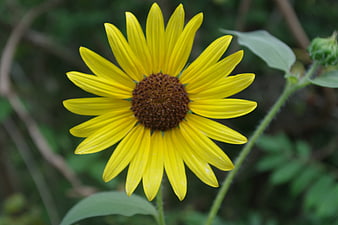 Close-up of a vibrant yellow sunflower with blurred green background